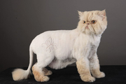 Стрижка кота